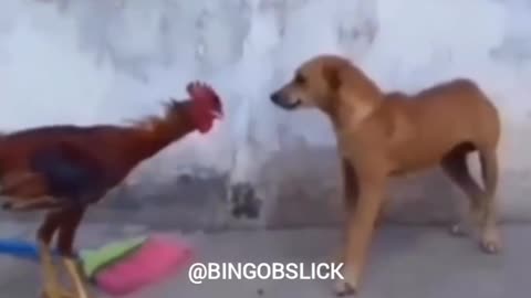 Funny videos of the world's best animals 👉 Follow please
