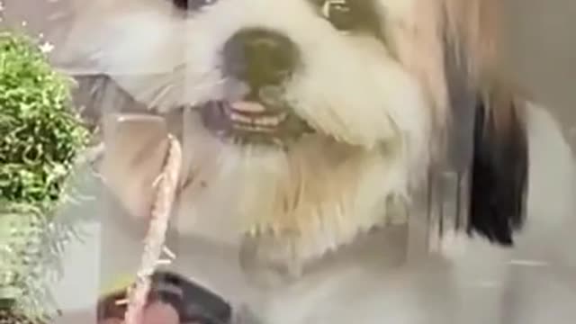 Smiling dog 2021