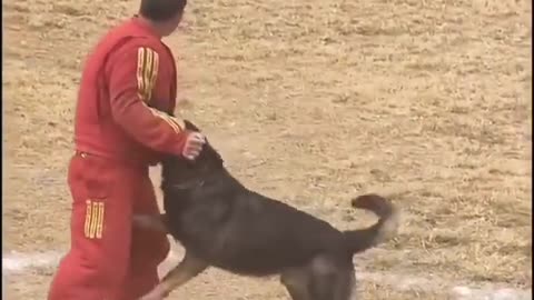 Police training this Dog 🐕