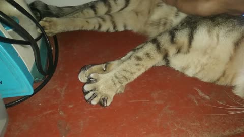 Show me your paws