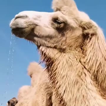 Force-Feeding Camels Salt: Desert Life