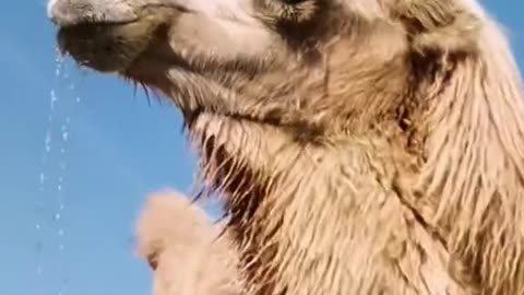 Force-Feeding Camels Salt: Desert Life