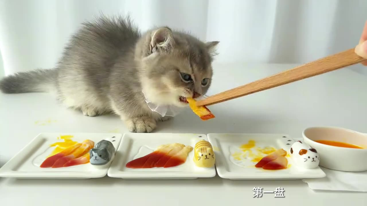 I prepared a meal for four cats. I thought they wouldn’t be able to finish it.