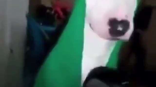 YOU will laugh at all the Dogs 0-0