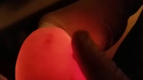 candling clutch