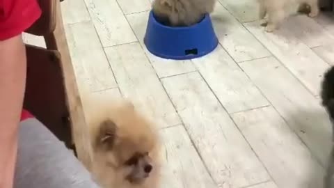 Dog bathes in a plate of water