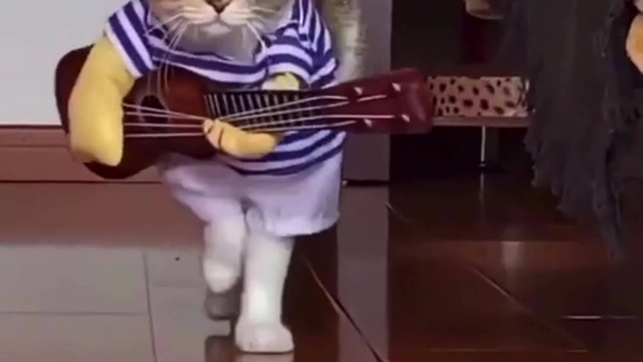 Little cat playing guitar