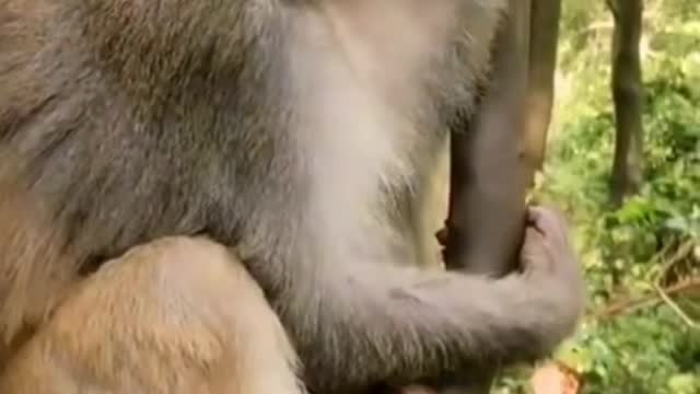 Monkey funny smile video monkey on the tree cute smile video