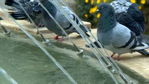 Beautiful bird Deeping in water