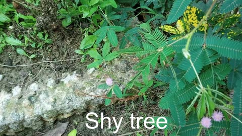 Shy Tree