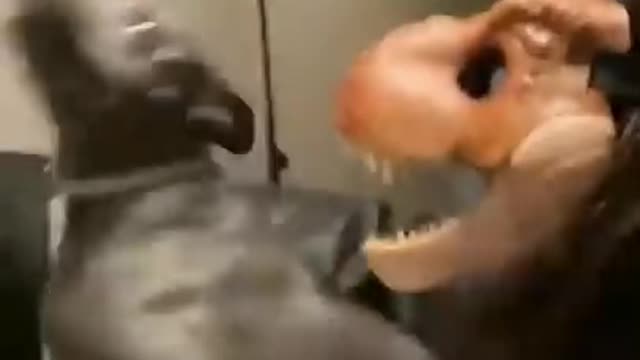 Dog doesn’t recognize owner? 😂