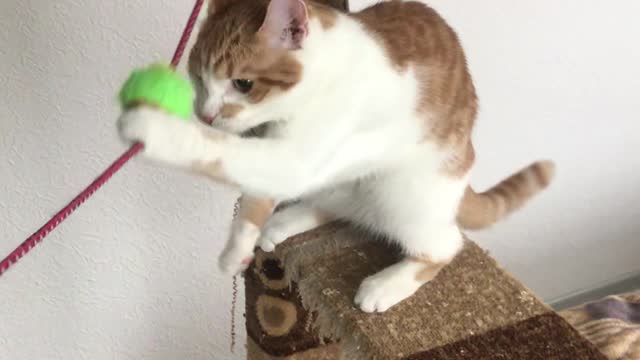 i'm playing with my cat