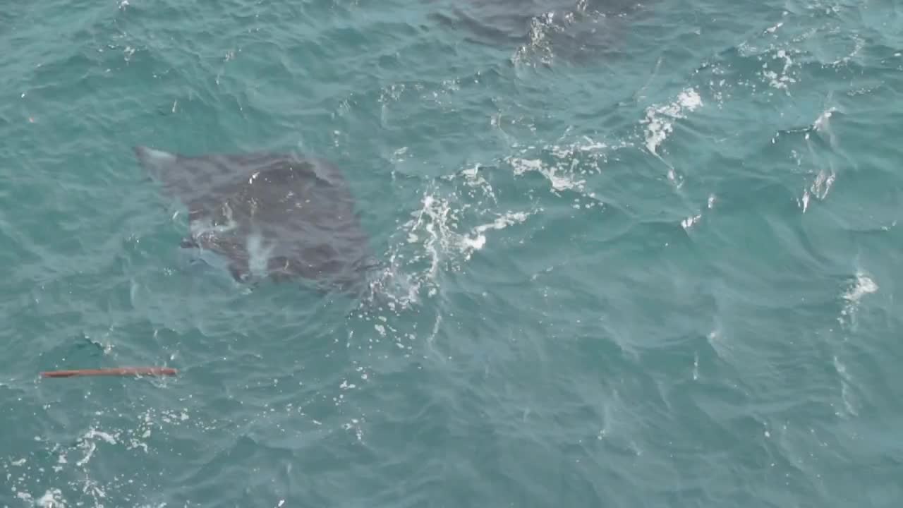 Bali Nuda Penida Indonesia Manta Ray Seen From Ocean Surface