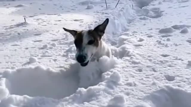 dog wants to go walk inthe snow