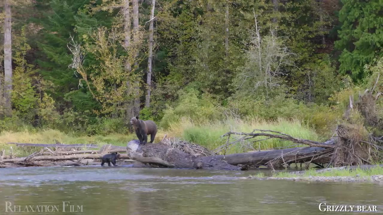 cute animals and family of animal