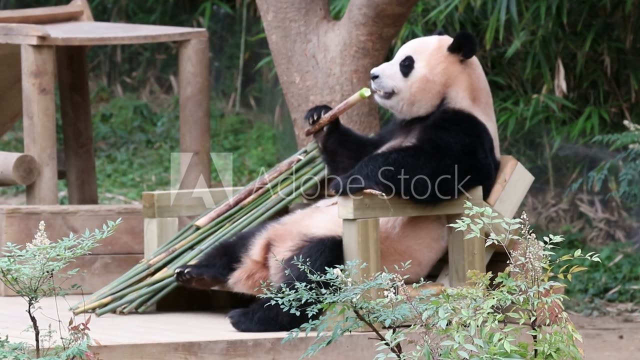 panda