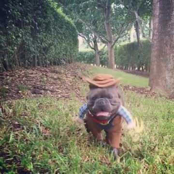 French Bulldog rocks hilarious cowboy outfit