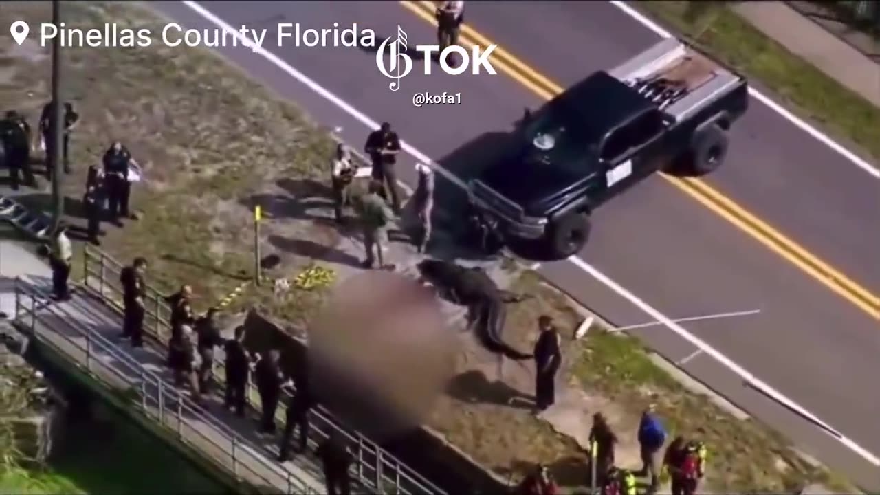 Florida officials have killed a Massive 13-Foot alligator after discovery of deceased human body