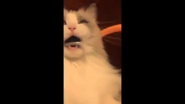 cat VS toothbrush