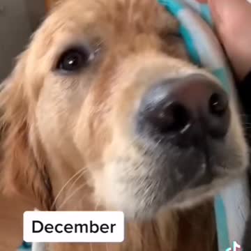 Watch Golden Retriever Grow (CUTE)