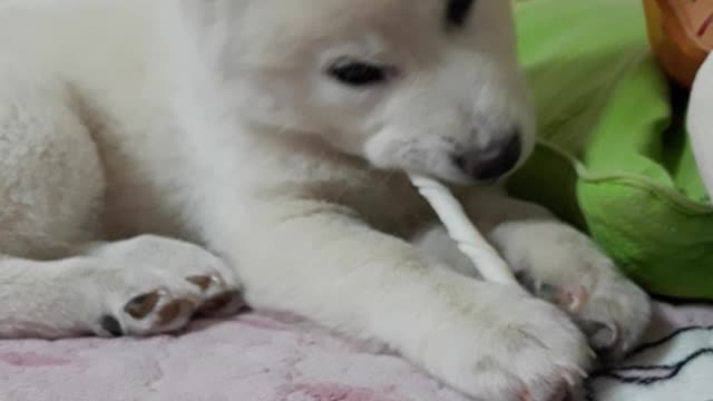 Dog tasting dog gum for the first time