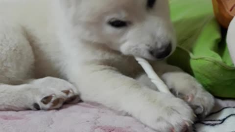 Dog tasting dog gum for the first time