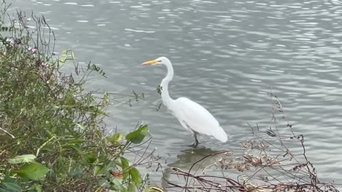 Great White Egret on the bank of Humber River