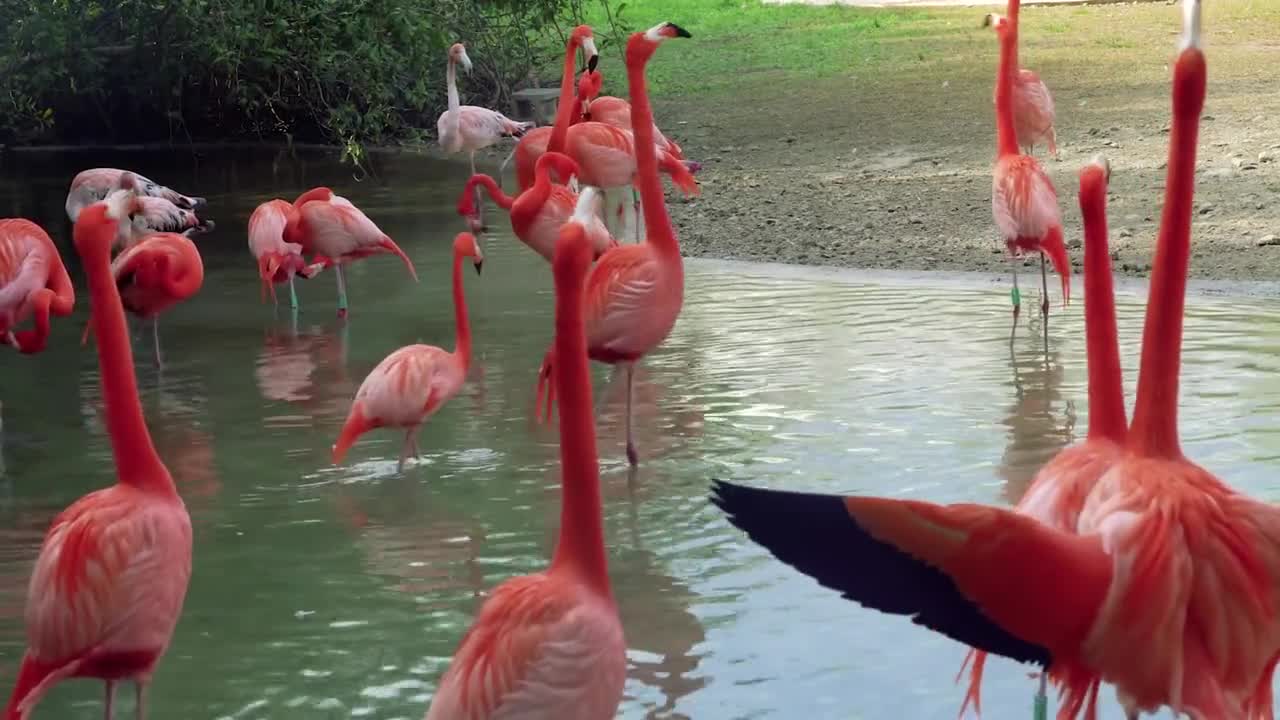 Beautiful birds, looking so beautiful