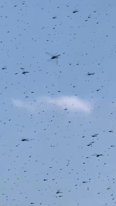 END Time BREAKING – Greece: A swarm of huge dragonflies has invaded Miscamikat Beach in Rhode