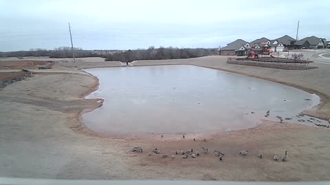 The Pond
