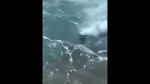 Videos I found on reddit (part 2)