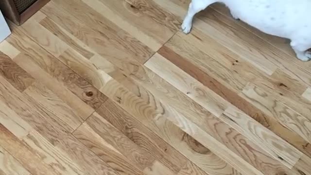 Tossing food at small white dog in slow motion