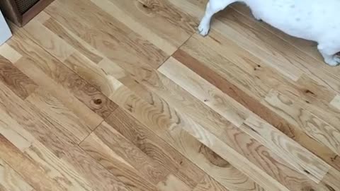 Tossing food at small white dog in slow motion