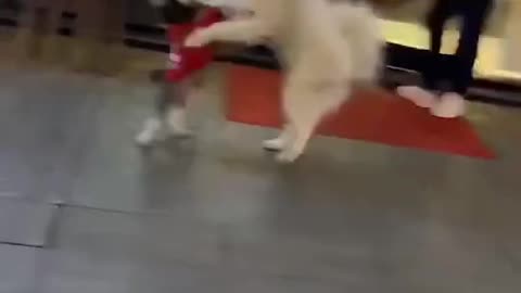 The dancing doggies