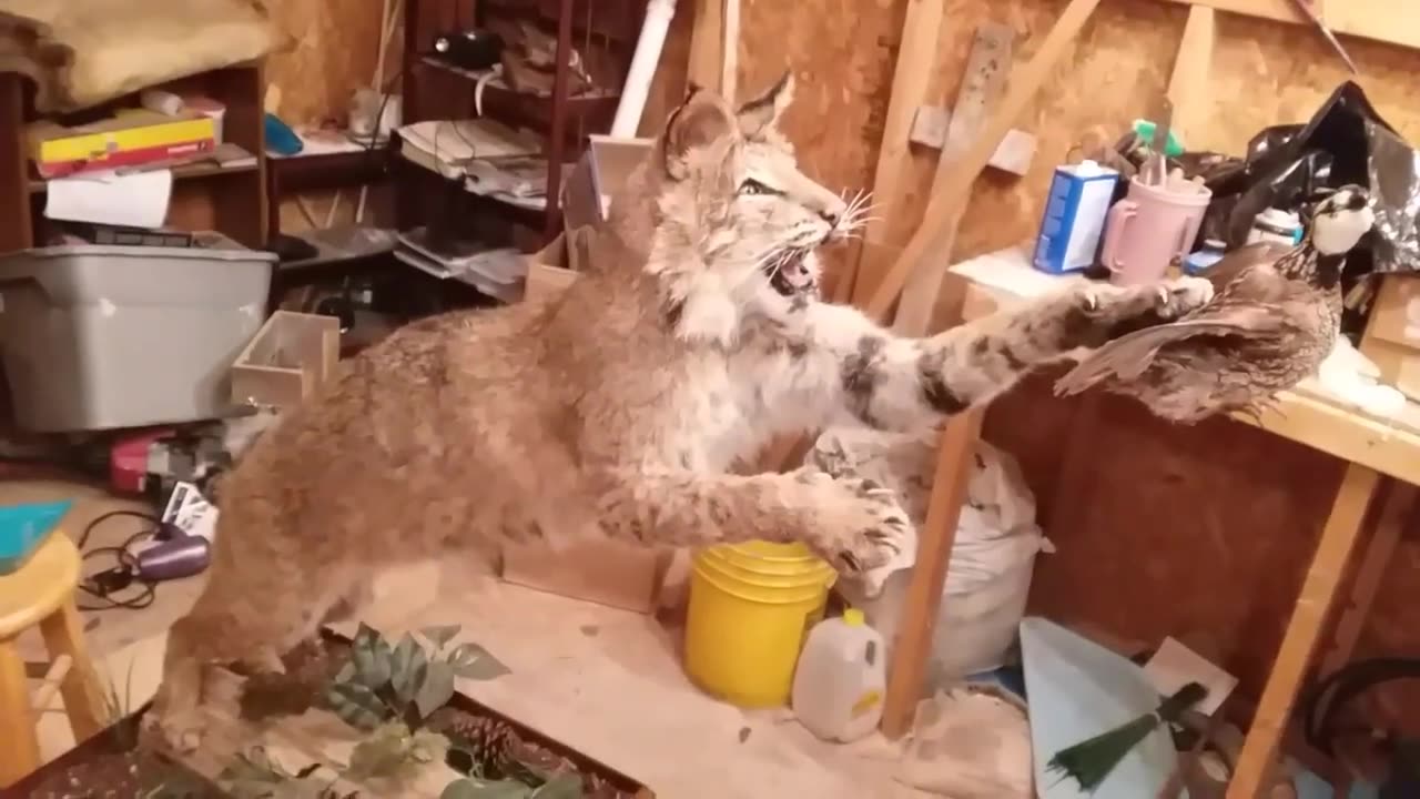 How to Build a Base/Mount an Open-Mouth Bobcat Catching Prey