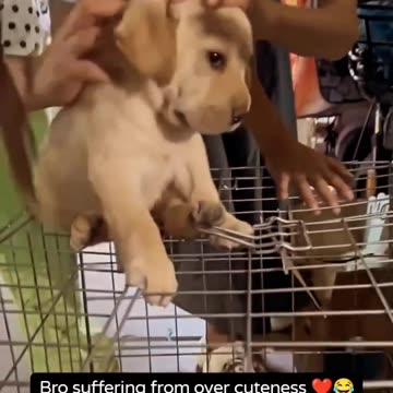 Bro suffering from over cuteness ❤️😂