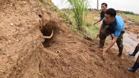 Brave Hunter Kills Monster Gorilla And 3 Giant Pythons