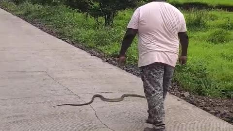 Rat Snake rescued n released in nature..