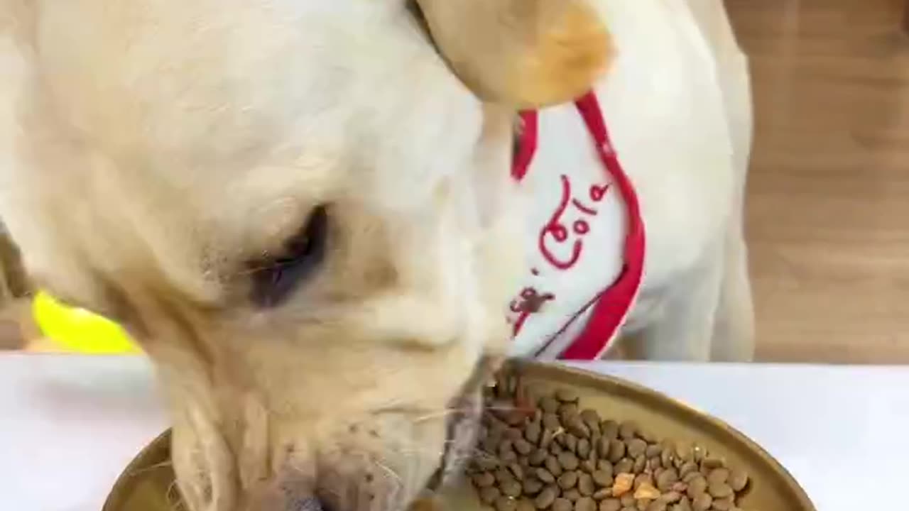 Labrador puppies eating healthy food #labrador