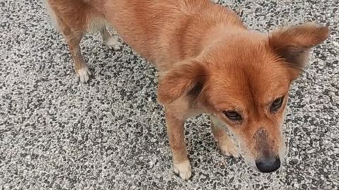 Dog, lover, funny