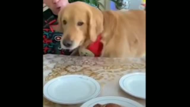 🤣 Funny Dog Video of 2021 🤣