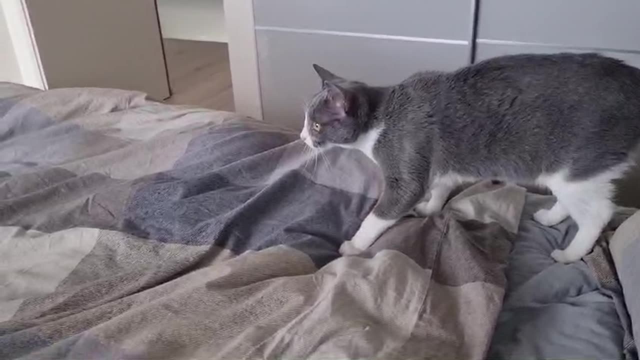 cat vs shark