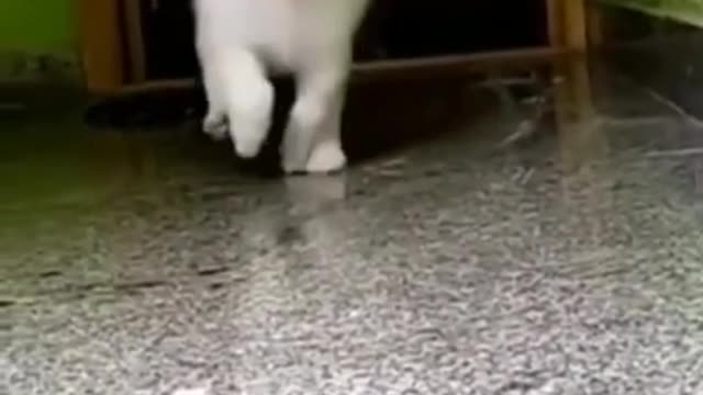 Funny & cute dog running video