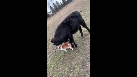 Cow and cat friendship is an unbreakable bond