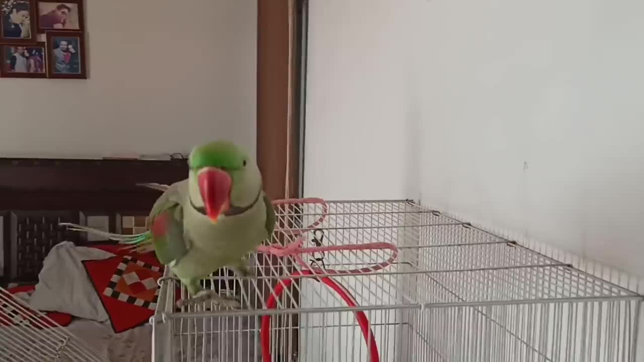 Pablo Parrot jaisi Singing aur Dance Nhi dhekha hoga p6