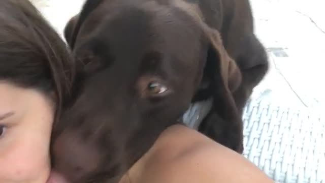 Large black dog wants attention