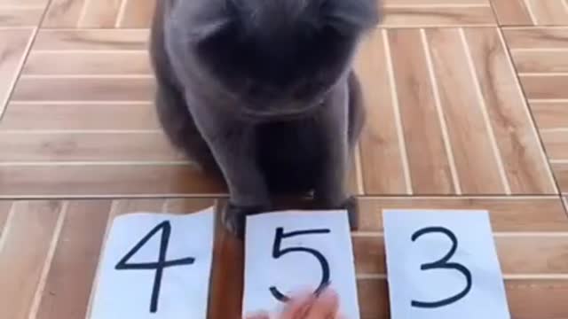 The cat is very smart # shorts