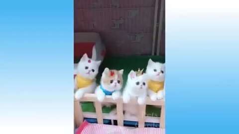 Funny animal video 🤣