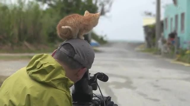 Kitten makes friends with camera man - Cute Cat