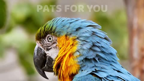 Amazing Parrot Video Baby Animals Funny
